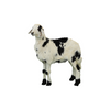 Local Sheep , 6-9 Months Old