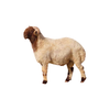 Naimi Sheep , 9-11 Months Old